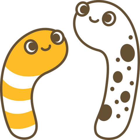 チンアナゴのイラスト